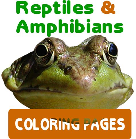 reptiles amphibians coloring pages coloring pages colouring sheets