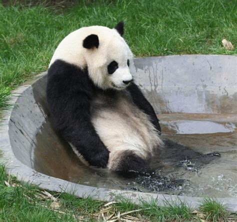 If Pandas Don T Care About The Survival Of Their Own