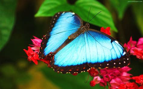 top   beautiful butterflies   world  atallmyfaves blog