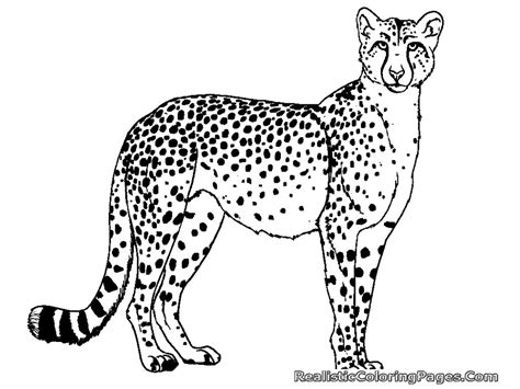 coloring pages  cheetah realistic coloring pages
