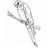 Coloring Parakeet sketch template