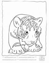 Coloring Tiger Baby sketch template