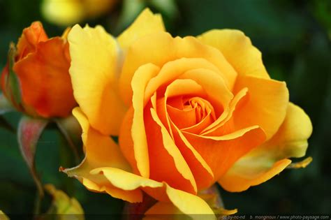photo de fleurs rose les  belles  par bonjour nature