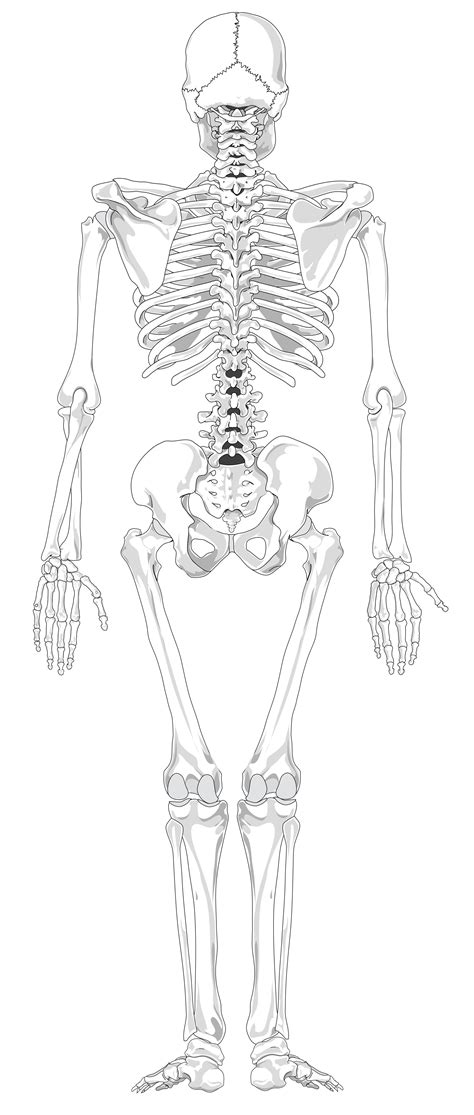 printable human skeleton diagram