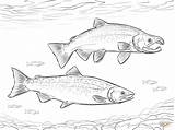 Salmon Coloring Pages Coho Sockeye Drawing Fish Trout Supercoloring Printable Drawings sketch template