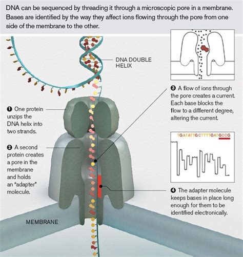 nanopore sequencing mit technology review sequencing technology