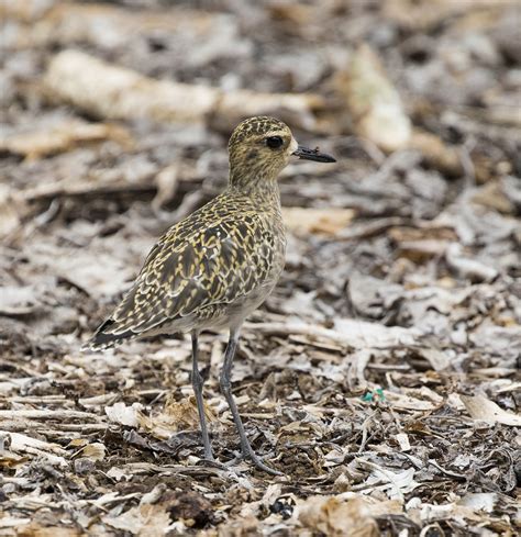 pictures  information  pacific golden plover