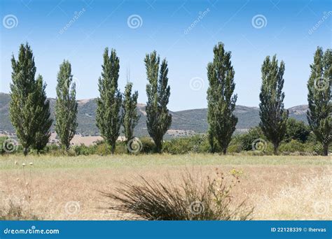 poplar grove stock image image  agrarian hill outdoor