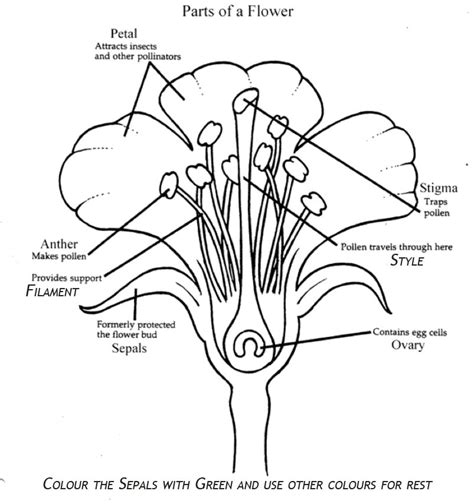 year 8 reproduction in plants proprofs quiz