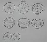 Mitosis Drawing Cell Onion Cytokinesis Telophase Answers Division Worksheet Stage Drawings Sketch Biology Template Keywords Similiar Coloring Paintingvalley sketch template