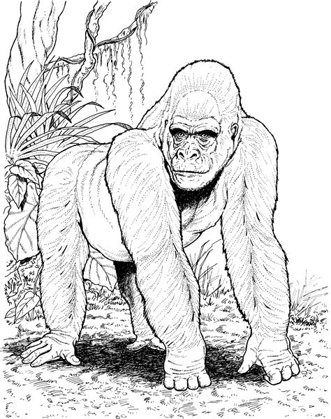 mountain gorilla coloring pages