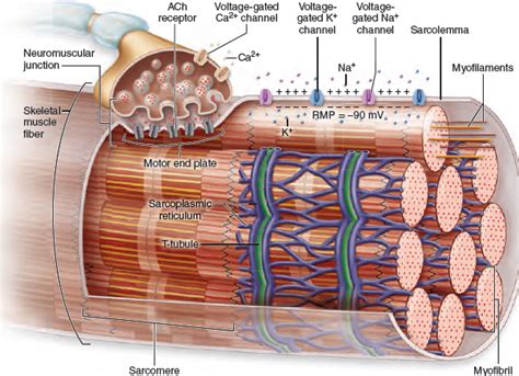 skeletal muscle fiber anatomy