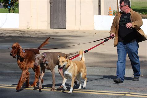 man walking  dogs  balboa park  houndsattack flickr