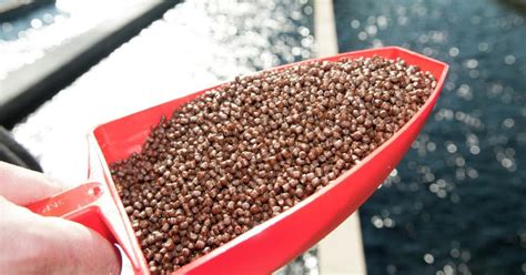 fish feed export ban lifted financial tribune