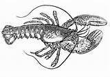 Lobster Coloring Kreeft Kleurplaat Spiny Pages Schoolplaten Drawings Large Templates sketch template