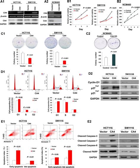 Ca4 Inhibited Colorectal Cancer Cell Growth And Induced Cell Apoptosis