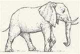 Olifant Elefante Vettoriale 大象 Vettore Zwart Hoofd Inkt Schaduw Ombreggiatura Savanna Immagini sketch template