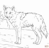 Coloring Coyote Jackal Pages Drawing Printable American Adults Supercoloring Color Animal Malarbilder Print sketch template