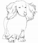 Dachshund Haired sketch template