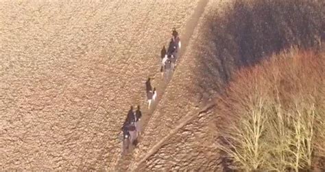 suspected hare coursers caught  drone footage  voice
