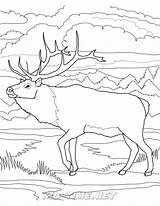 Caribou Reindeer Pages sketch template
