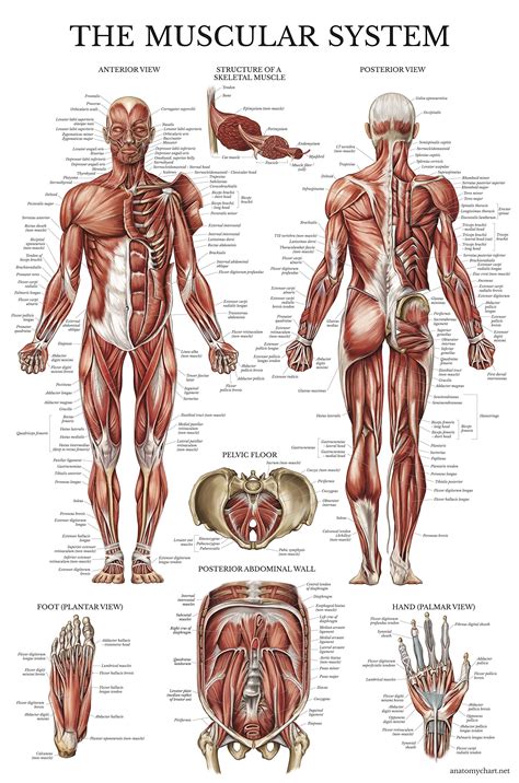 buy palace learning muscular system anatomical laminated muscle anatomy chart double sided