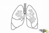 Lungs Draw Drawing Lung Sketch Human Outline Drawingnow Kids Coloring Step Ld01 Cliparts Line Clipart Drawings Sketches Realistic Print Library sketch template