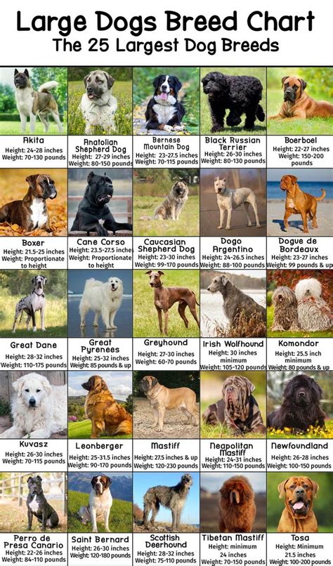large dog breeds pictures  names chart patchpuppycom