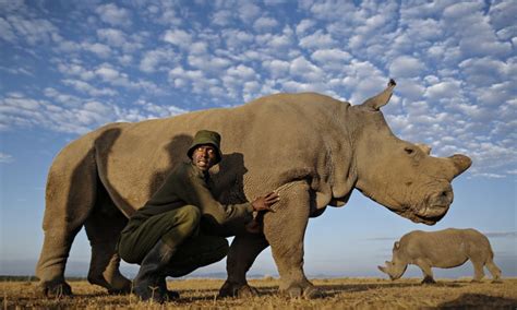 save  rhino  poachers    printer environment