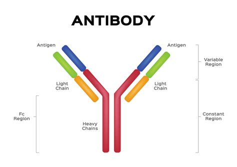 antibody mediated humanbio