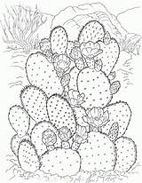 Cactus Coloring Pages Printable Kids sketch template