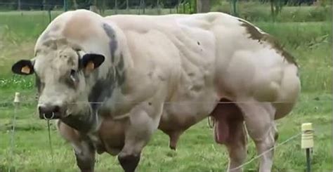 Weird Mutant Cows Manufactured For Beef Production