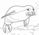 Foca Robben Seehund Monge Ausmalen Monk Ausmalbild sketch template