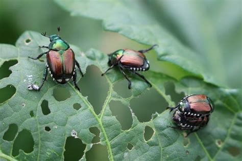 japanese beetles…with a vengeance extension entomology
