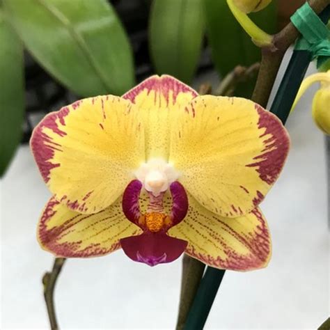phal breezes akatsuka orchid gardens