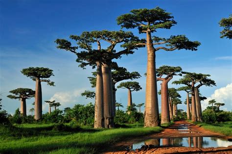 Zlking 100 Genuine 10 Pcs Of High Quality Rare Baobab Bonsai Tropical