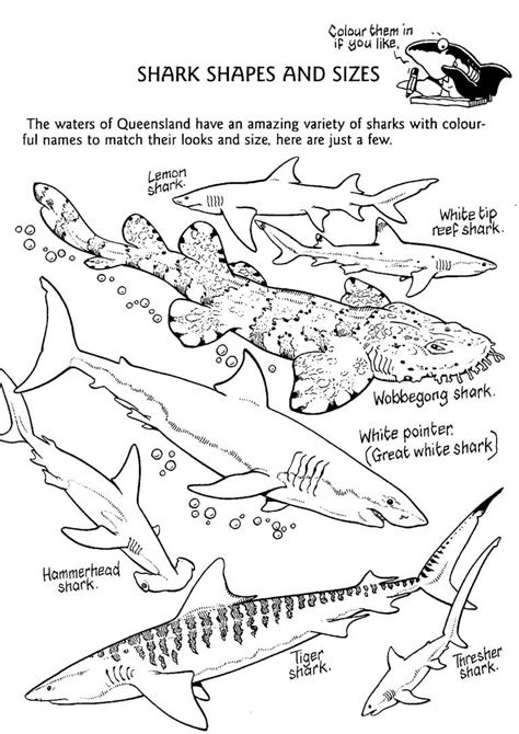 shark coloring pages printable coloring pages