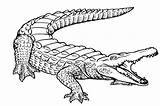 Coloring Crocodile Getdrawings Caiman Alligator sketch template