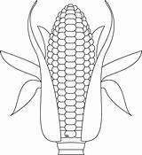 Corn Coloring Growing Indian Pages Template Clipart Kids Library Comments 81kb 1024px sketch template