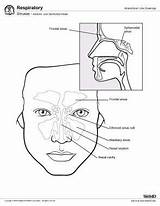 Sinus Sinuses Paranasal Nasal Air Cavity Ethmoid Bones Sinusitis Microscopic Maxillary Cells Physiology sketch template
