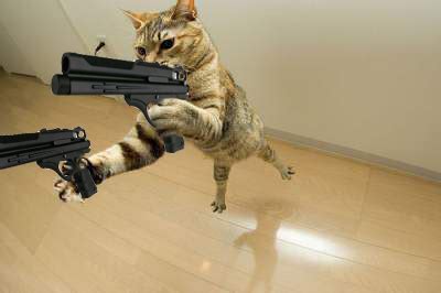 beautiful  cute cat pictures