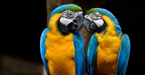 macaw  parrot whats  difference unianimal