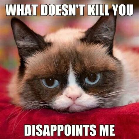 what doesn t kill you disappoints me grumpy cat