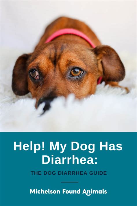 dog diarrhea guide dog  diarrhea diarrhea  dogs dogs