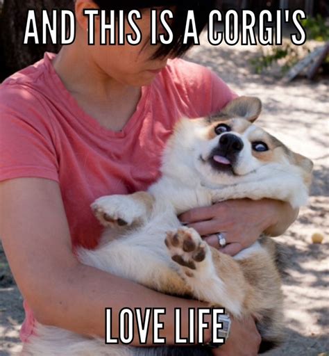10 Best Corgi Memes Images On Pinterest Corgi Corgis