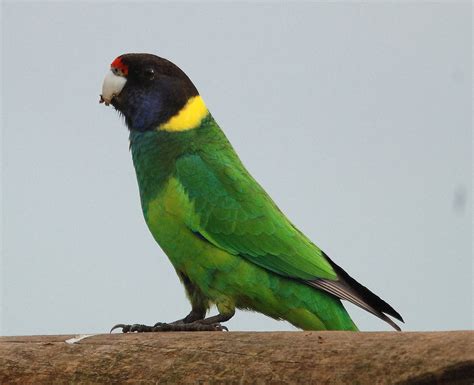 australian ringneck parrot    shot    par flickr