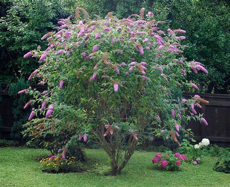 buddleja davidii butterfly bush  seed vine