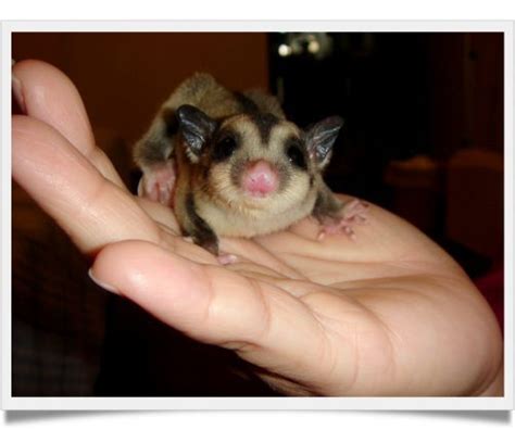 top  facts  sugar gliders  didnt   pets