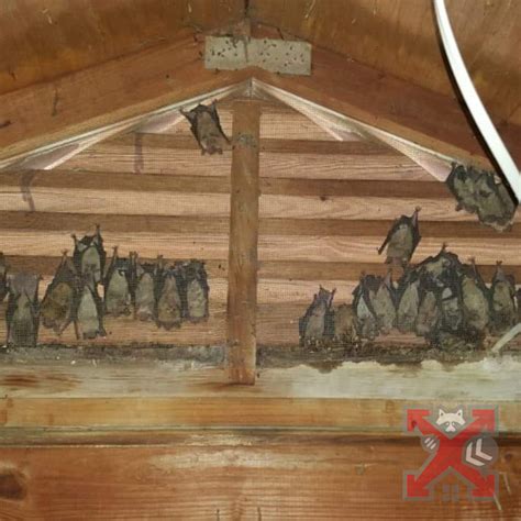 luray bats nesting  attic bat exclusion  home