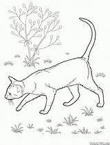 Kot Krótkowłosy Orientalny Syberyjski Kolorowanka Kolorowanki Koty sketch template
